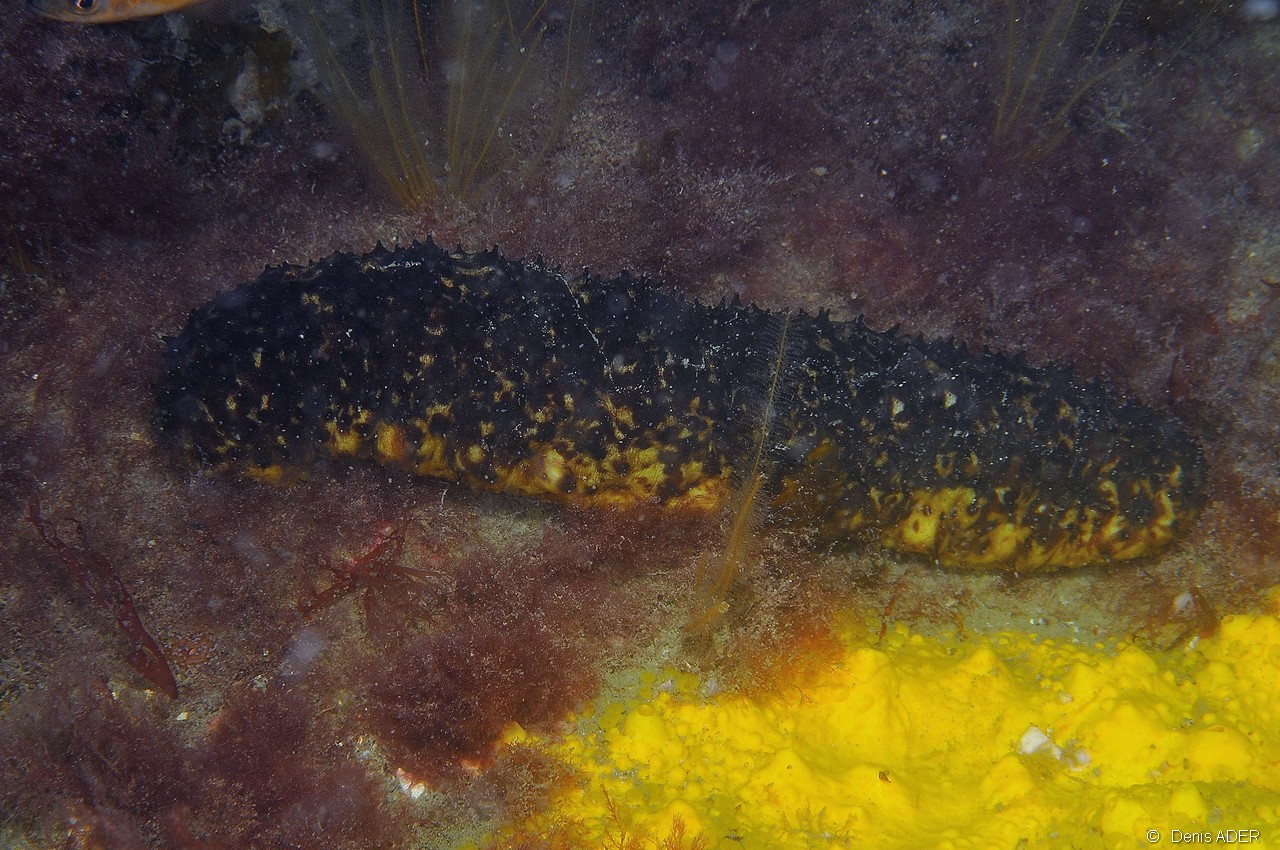 Holothuria forskali-Belle ile Basse Palais-18m-20160630-Denis-ADER-DSC_8299_tn.jpg